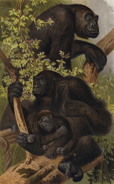 Gorilla door European School